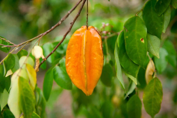Asterisa Endonezya Filipinler Malezya Özgü Averrhoa Carambola Ağacının Meyvesidir — Stok fotoğraf