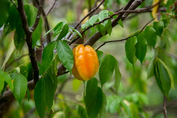 Asterisa Star Fruit Είναι Καρπός Του Δέντρου Averrhoa Carambola Εγγενές — Φωτογραφία Αρχείου