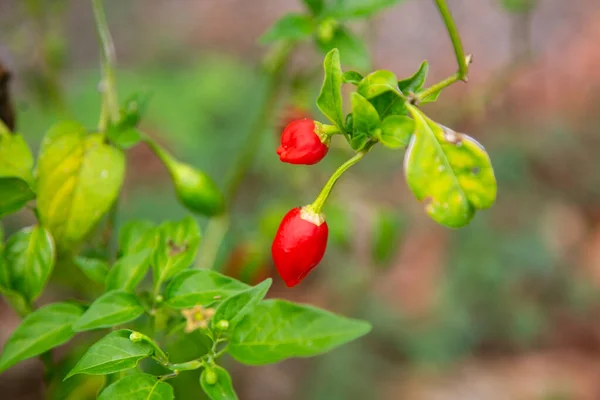 Rocoto Red Jest Słynnym Black Seed Pepper Andes Jest Capsicum — Zdjęcie stockowe