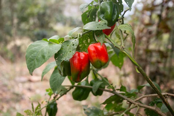 Rocoto Rojo Famoso Pimienta Semilla Negra Los Andes Capsicum Pubescens —  Fotos de Stock