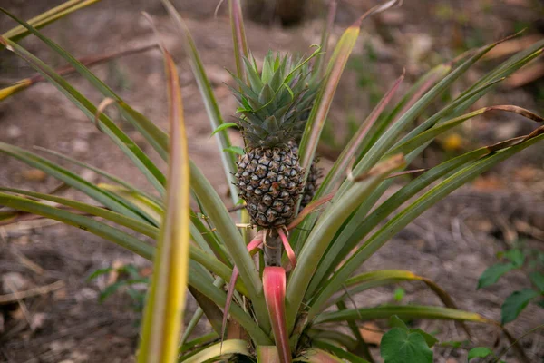 Biologische Ananasplantage Peruaanse Jungle — Stockfoto