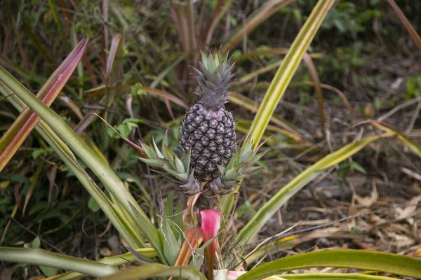 Plantacja Ananasów Organicznych Peruwiańskiej Dżungli — Zdjęcie stockowe