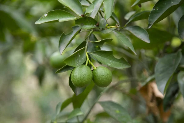 Plantation Lime Biologique Dans Jungle Péruvienne — Photo