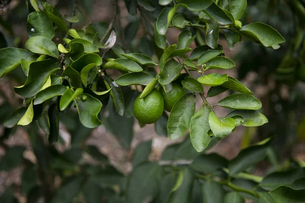 Plantation Lime Biologique Dans Jungle Péruvienne — Photo