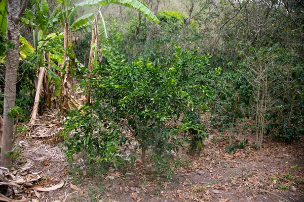 Ekologická Lipová Plantáž Peruánské Džungli — Stock fotografie