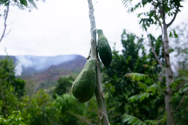 Peru Ormanında Yeşil Organik Papaya Tarlası — Stok fotoğraf