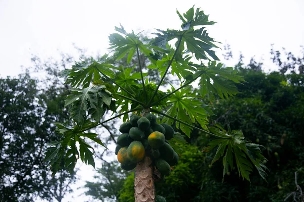 ペルーのジャングルにある緑の有機パパイヤのプランテーション — ストック写真