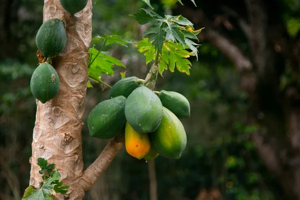 Peru Ormanında Yeşil Organik Papaya Tarlası — Stok fotoğraf