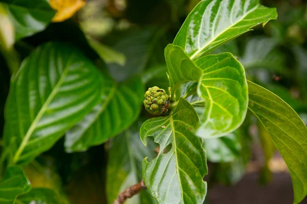 Morinda Citrifolia Commonly Called Noni Maroon Soursop Devil Fruit Paradise — Stock Photo, Image