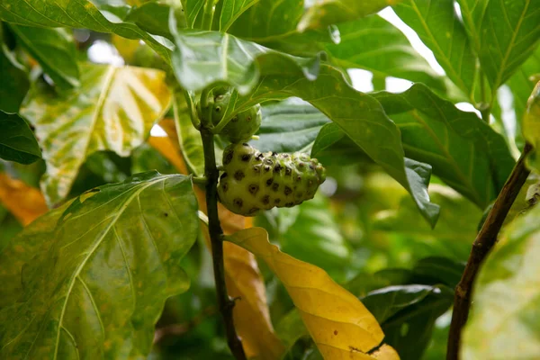 Morinda Citrifolia Vanligen Kallad Noni Maroon Soursop Djävulsfrukt Paradisfrukt Eller — Stockfoto