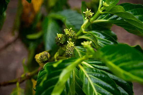 Morinda Citrifolia Běžně Nazývaná Noni Kaštanovník Ďábelské Ovoce Rajské Ovoce — Stock fotografie