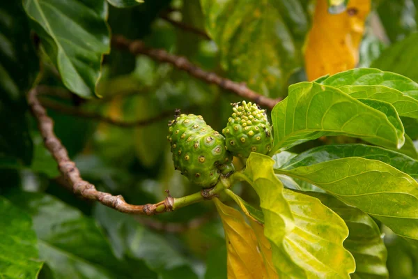 Morinda Citrifolia Κοινώς Γνωστή Noni Maroon Soursop Devil Fruit Paradise — Φωτογραφία Αρχείου