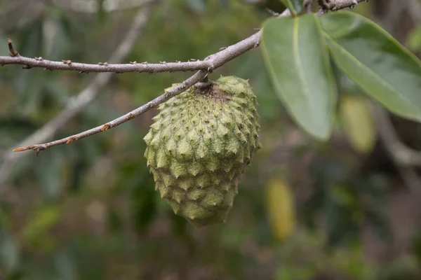 アノナ ムリカータ Anona Muricata アノナ科の木です もともと中南米出身で 熱帯気候の多くの国で食用果物として栽培されています — ストック写真