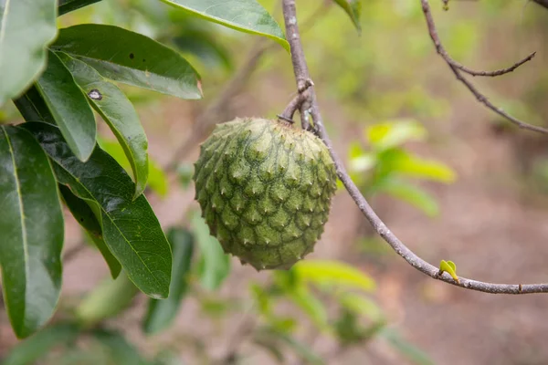 アノナ ムリカータ Anona Muricata アノナ科の木です もともと中南米出身で 熱帯気候の多くの国で食用果物として栽培されています — ストック写真