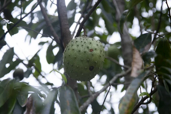 Annona Muricata Soursop Graviola Είναι Ένα Δέντρο Της Οικογένειας Annonaceae — Φωτογραφία Αρχείου