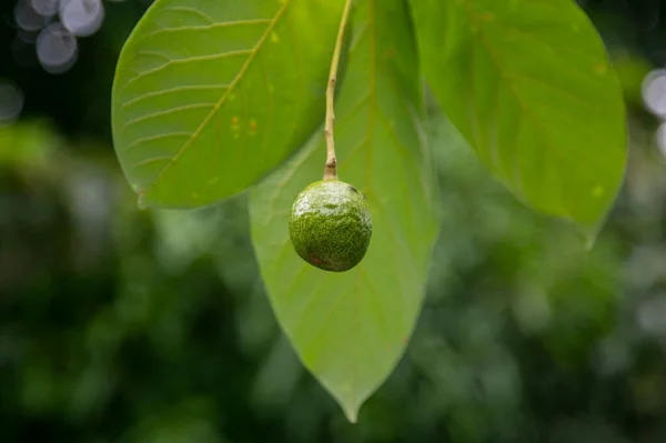 Plantation Avocats Bio Dans Jungle Péruvienne — Photo