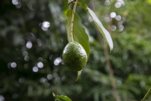Органические Плантации Авокадо Перуанских Джунглях — стоковое фото