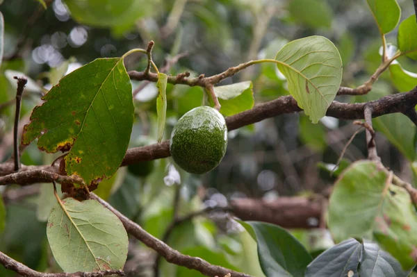 Peru Ormanında Organik Avokado Tarlası — Stok fotoğraf