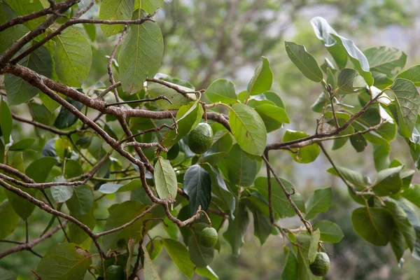 Ekologisk Avokadoplantage Den Peruanska Djungeln — Stockfoto