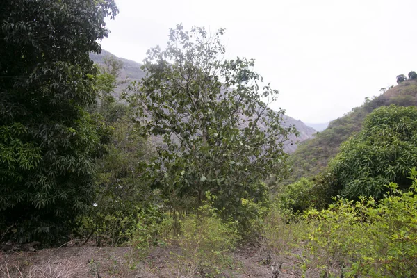 Organikus Avokádó Ültetvény Perui Dzsungelben — Stock Fotó