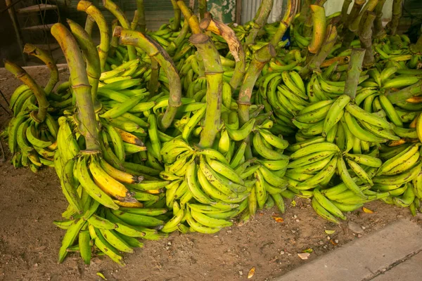 Varietà Banane Peruviane Della Giungla Peruviana Amazzonia — Foto Stock