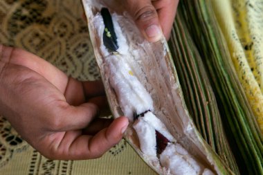 Guama meyvesi. Meyveleri genelde kalın bir kabukta gelir. Tohumları yumuşak bir etle kaplıdır. Yenilebilir ve tatlı bir bulut gibi..