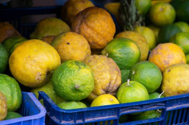 Amazon 'un bir bölgesindeki Peru orman alanından Peru limonlarının çeşitliliği.