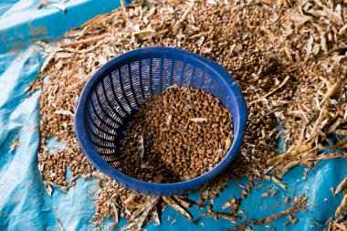 Vigna unguiculata, genellikle caupi ya da börülce olarak bilinir. Peru ormanlarında büyüyen Legume.