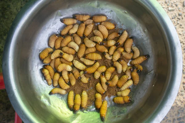 Suri Chontacuro Larva Comestível Besouro Amazônico Conhecida Como Picudo Negro — Fotografia de Stock
