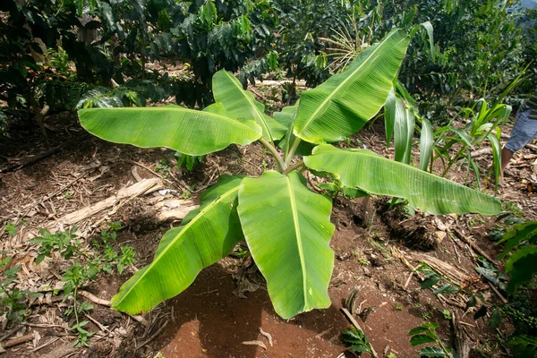 Banánové Listy Vaření Trhu Peruánské Džungli — Stock fotografie