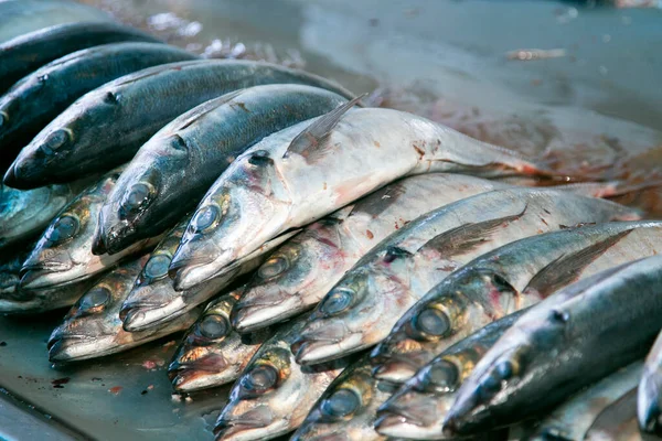 Fiskstånd Matmarknaden Sant Camilo Arequipa Peru — Stockfoto