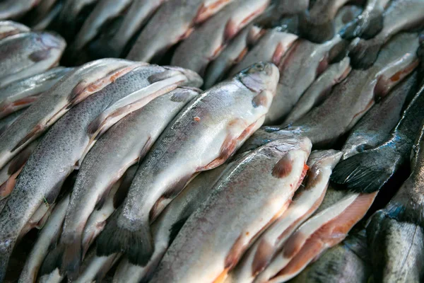 Färsk Öring Från Titicacasjön Fiskmarknad Arequipa Peru — Stockfoto