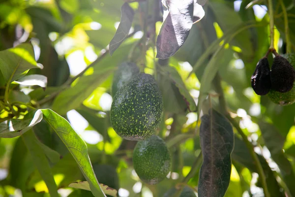 Plantação Abacate Com Seus Frutos Peru — Fotografia de Stock