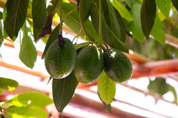 Avokadoplantage Med Frukt Peru — Stockfoto