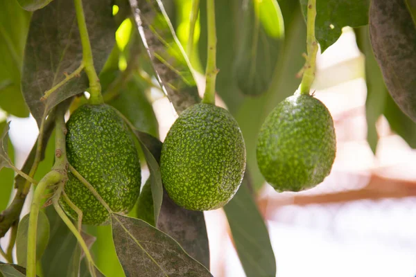 Avocado Plantage Met Fruit Peru — Stockfoto
