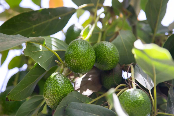 Plantation Avocat Avec Ses Fruits Pérou — Photo