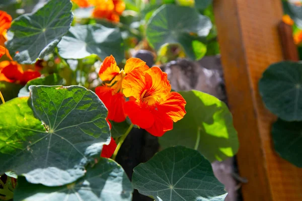 stock image The Tropaeolum is also known as texao and is the symbol flower of the city of Arequipa, in southern Peru.