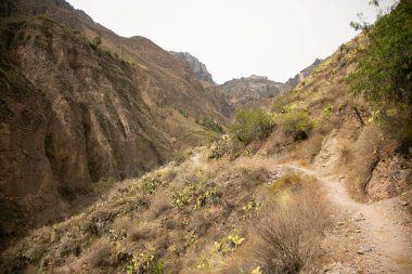 Cabanaconde 'dan Oasis' e giden yolu takip ederek Colca Kanyonu 'ndan yürü..