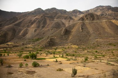 Cabanaconde 'dan Oasis' e giden yolu takip ederek Colca Kanyonu 'ndan yürü..