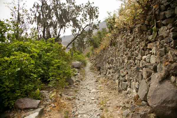 Caminhe Pelo Canyon Colca Seguindo Rota Cabanaconde Para Oásis — Fotografia de Stock