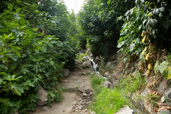 Wandeling Door Colca Canyon Langs Route Van Cabanaconde Naar Oase — Stockfoto