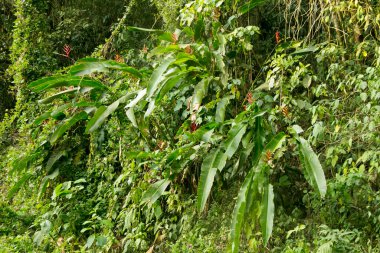 Heliconias in the Peruvian jungle. They are perennial herbaceous plants, of tropical origin, that need warm climates to grow properly.