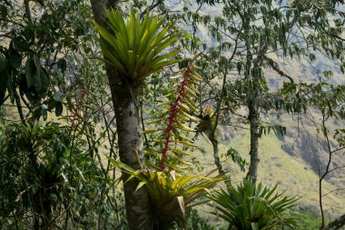 Heliconias in the Peruvian jungle. They are perennial herbaceous plants, of tropical origin, that need warm climates to grow properly.