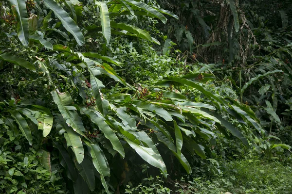 Heliconias Peruvian Jungle Perennial Herbaceous Plants Tropical Origin Need Warm — Φωτογραφία Αρχείου