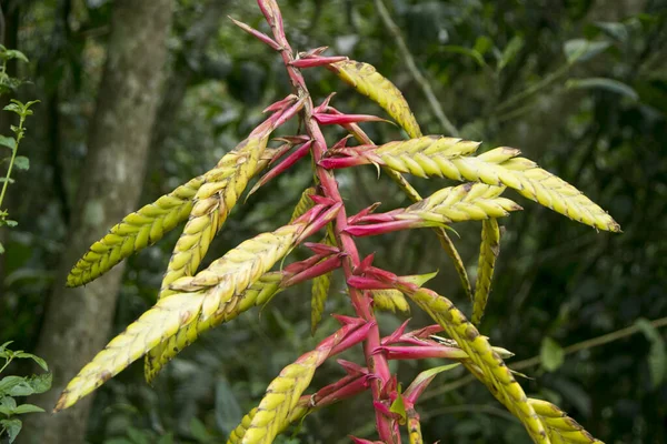 Heliconias Peruvian Jungle Perennial Herbaceous Plants Tropical Origin Need Warm — ストック写真