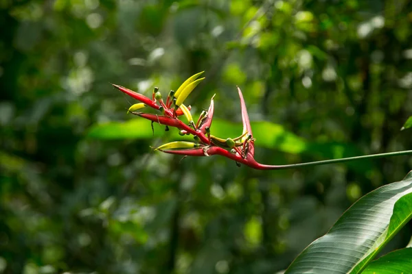 Heliconias Peruvian Jungle Perennial Herbaceous Plants Tropical Origin Need Warm — ストック写真
