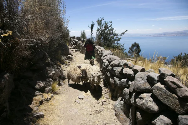 Pastora Con Sus Ovejas Isla Taquile Lago Titicaca Perú —  Fotos de Stock