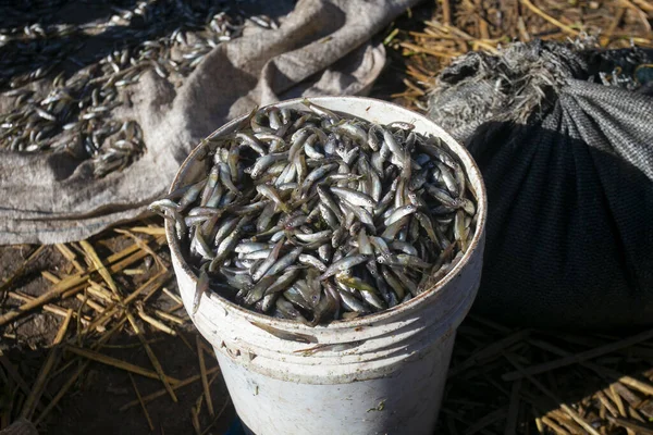 Ispi Een Soort Kleine Vis Typisch Voor Het Titicacameer Worden — Stockfoto