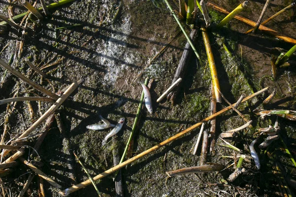 ティチカ湖の典型的な小さな魚の一種で それらは全体を食べて揚げられています — ストック写真