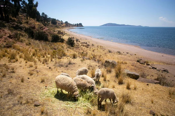 Sheep Grazing Llachn Peninsula Lake Titicaca Peru — Stock Photo, Image